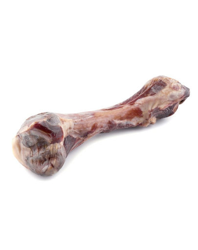 MACED Os pentru caini